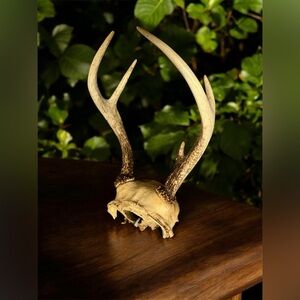Whitetail Deer Antlers 5 Point Horns 10 Inches Long Decor West Virginia Buck